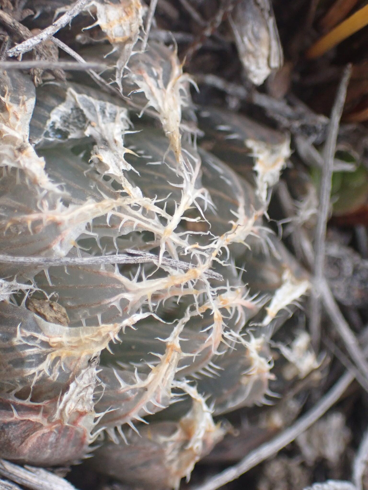 Imagem de Haworthia
