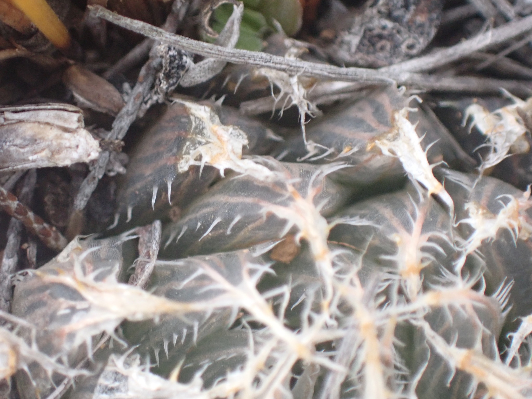 Imagem de Haworthia