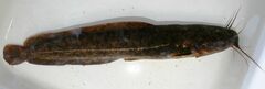 Blotched Catfish photo 2