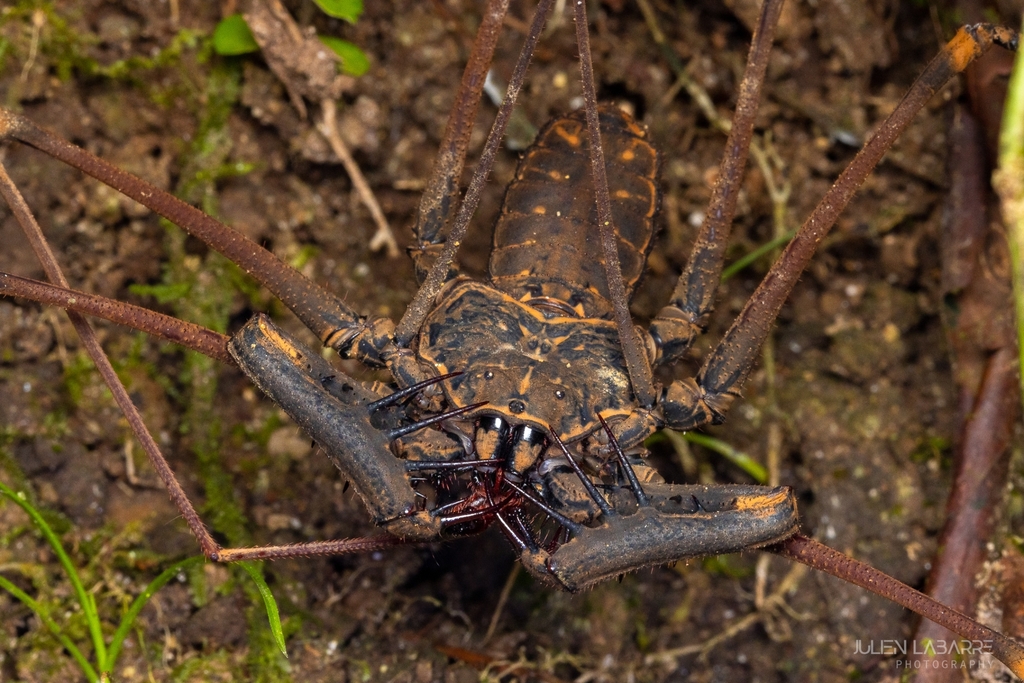 Heterophrynus armiger