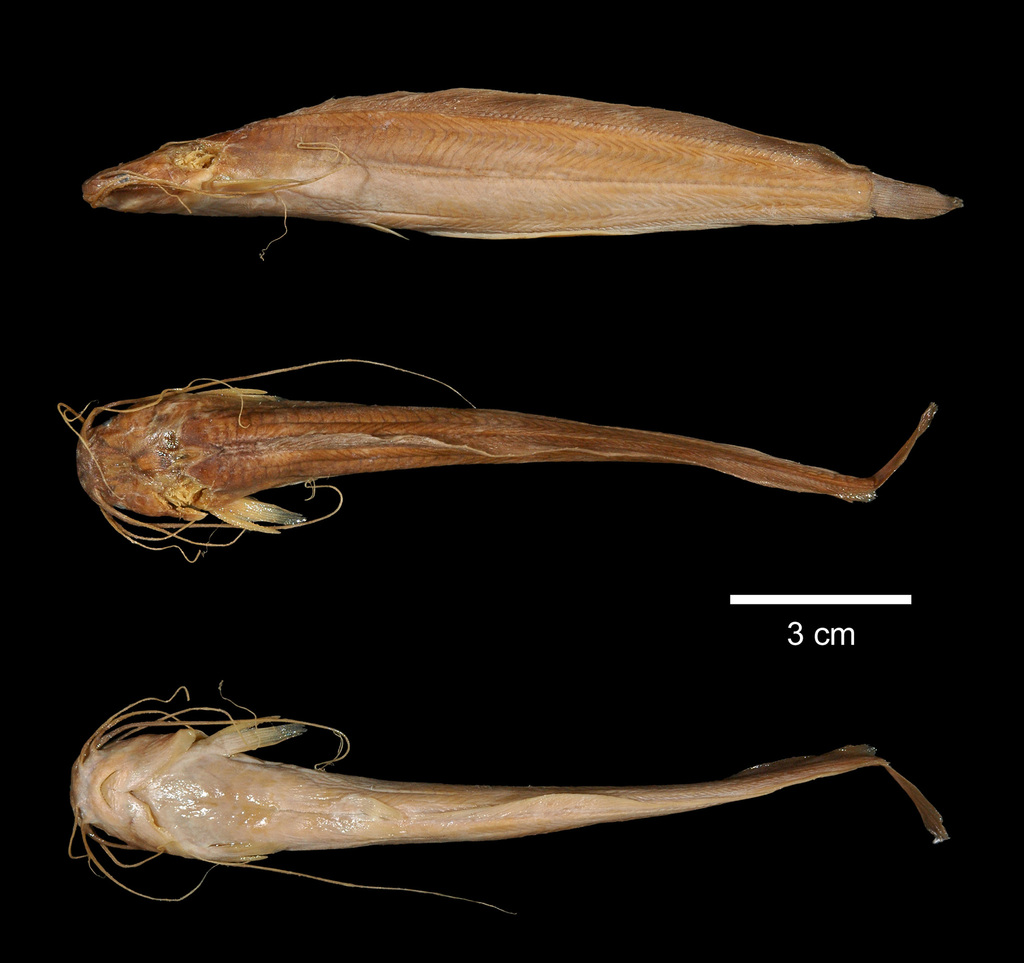 Xenoclarias