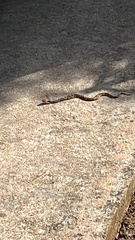 Xenodon rabdocephalus image