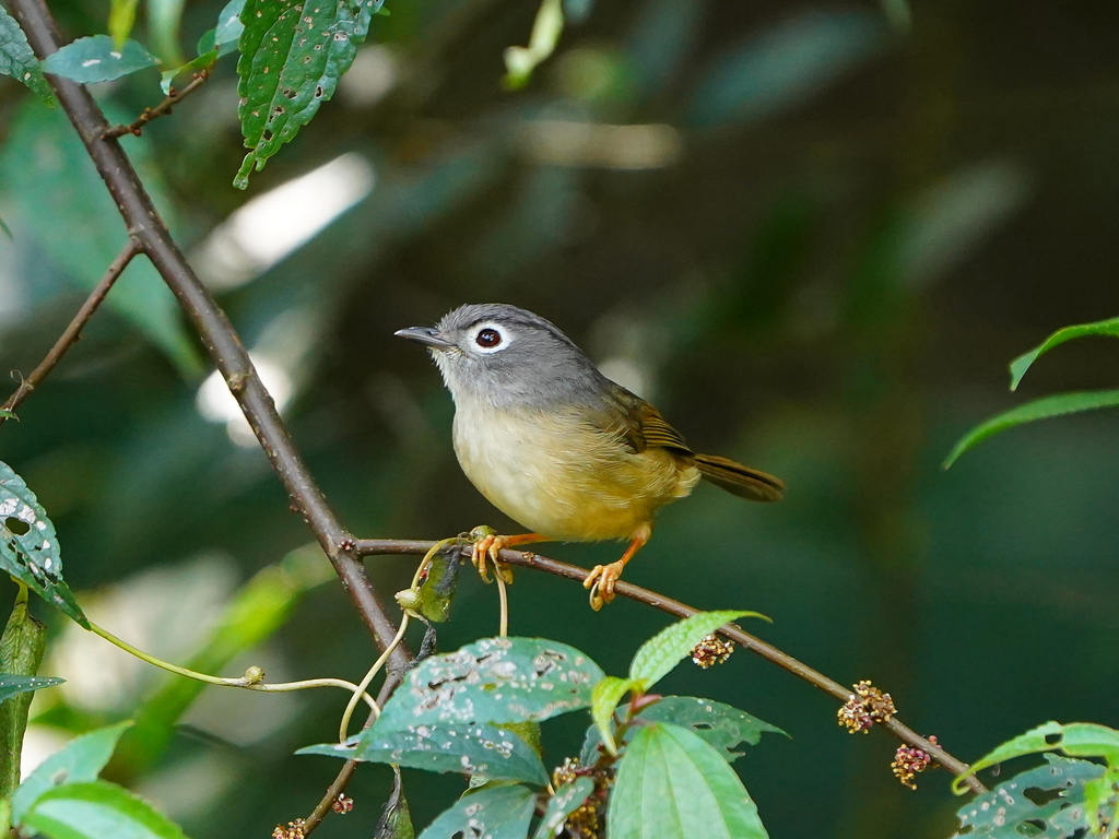 Morrison's Fulvetta (Alcippe morrisonia) photo