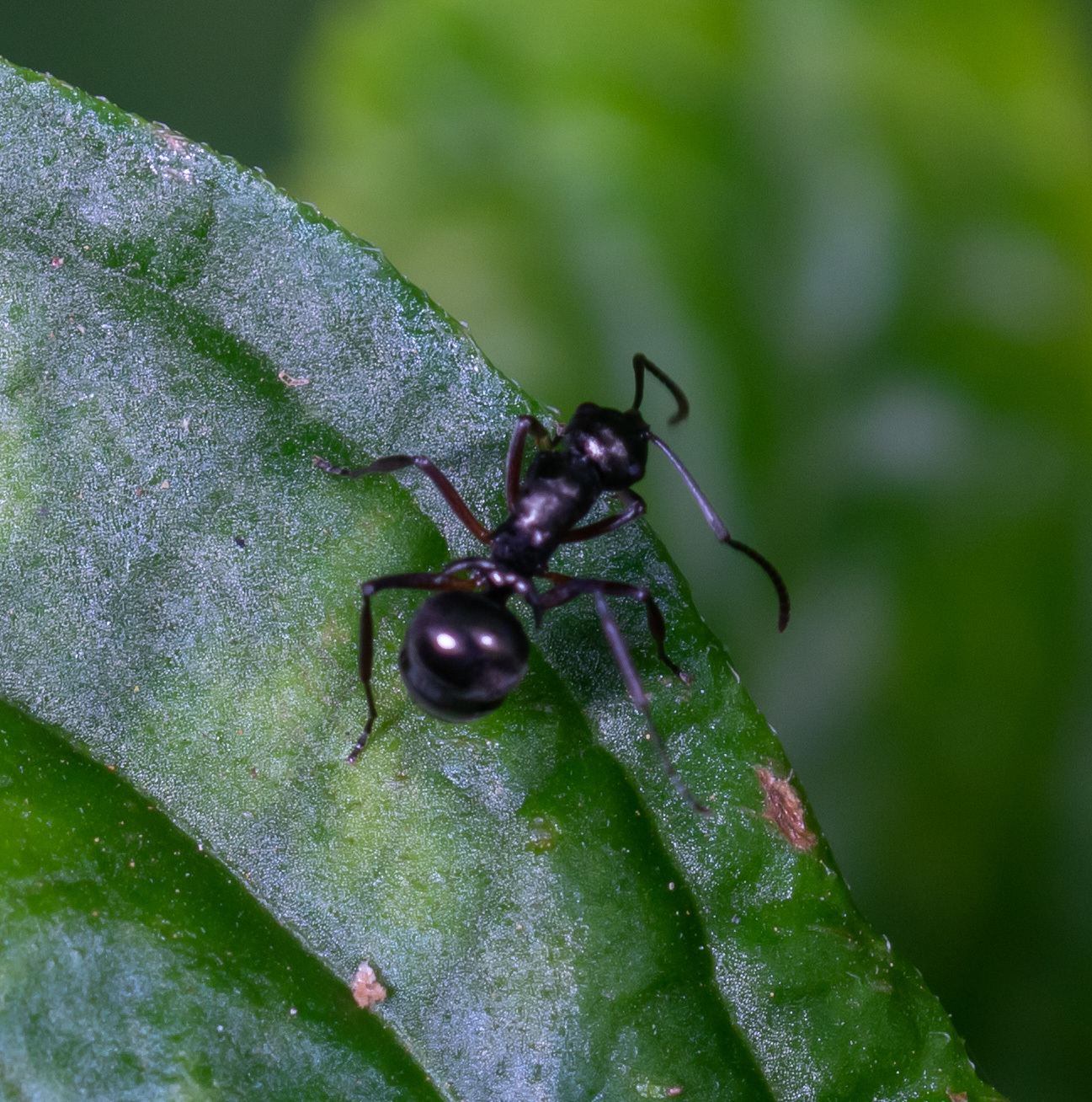 Polyrhachis lucidula