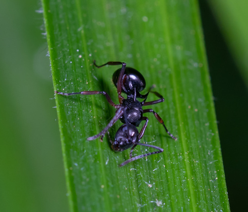 光亮多刺蟻Polyrhachis lucidula