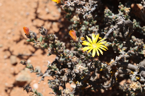 Trichodiadema aureum
