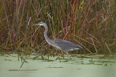 Ardea herodias