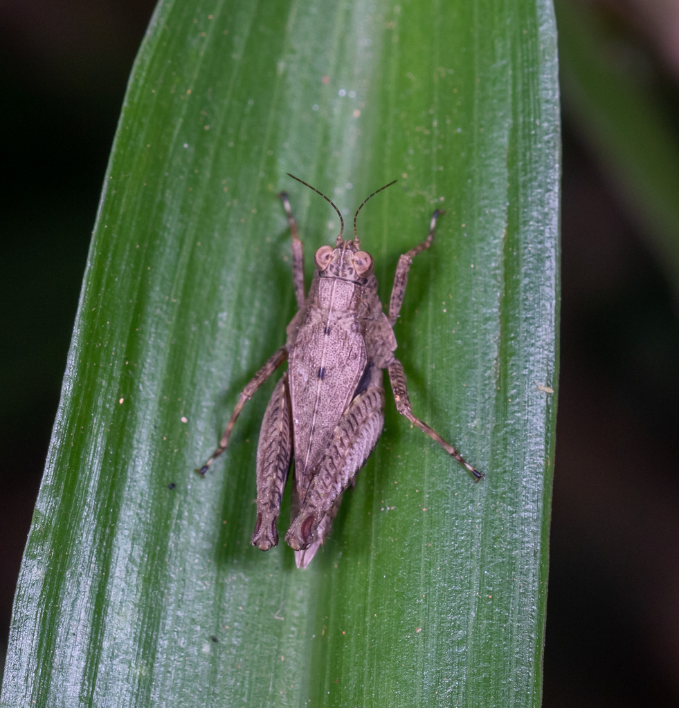 Coptotettix modiglianii