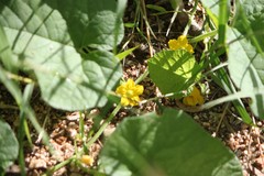 Cucumis melo agrestis