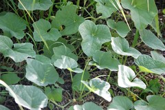 Cucumis melo agrestis