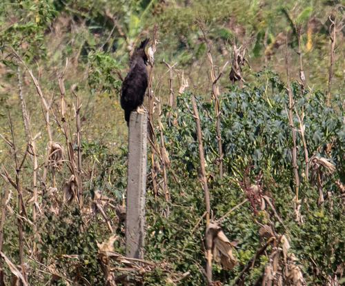 Long-crested Eagle