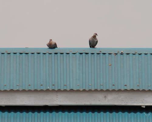 Speckled Pigeon