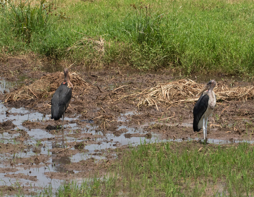 Marabou Stork