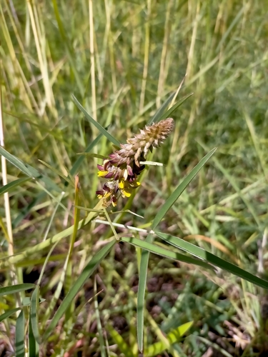 Image of Mealie Rattlepod (Crotalaria sphaerocarpa) by (c) Samantha Bazan, some rights reserved (CC BY)