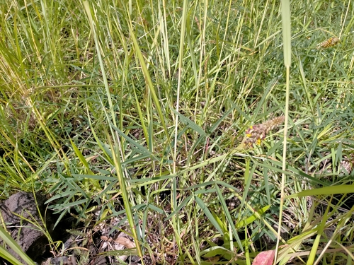 Image of Crotalaria sphaerocarpa by (c) Samantha Bazan, some rights reserved (CC BY)