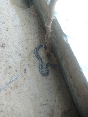 Spotted Night Adder