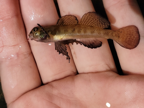 Southern Tessellated Darter