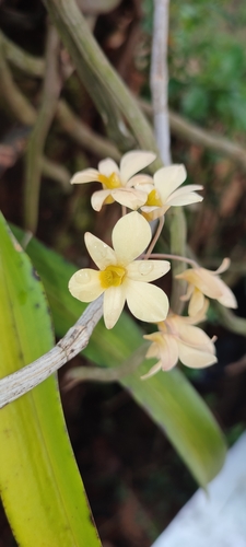 Image of Dendrobium ovatum by (c) rajesh rocky, some rights reserved (CC BY)