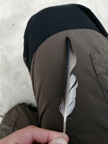 Plume de Macreuse noire