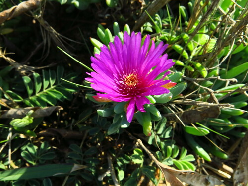 Image of Lampranthus fugitans by no rights reserved