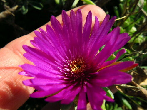 Image of Lampranthus fugitans by no rights reserved