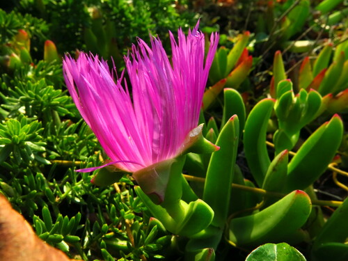 Image of Lampranthus fugitans by no rights reserved