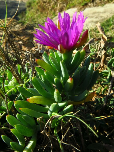 Image of Lampranthus fugitans by no rights reserved