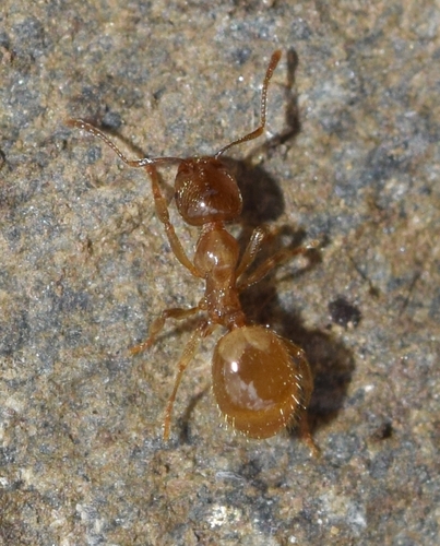 Aphaenogaster dulciniae