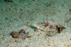 Triplespot Shrimpgoby photo 4