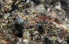 Aden Blenny photo 2