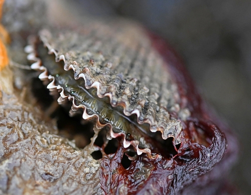 Variegated Scallop