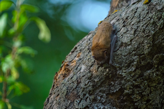 Lesser Noctule photo 1
