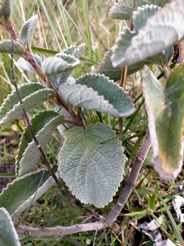 Image of Tetradenia Fruticosa (Tetradenia fruticosa) by (c) Samantha Bazan, some rights reserved (CC BY)