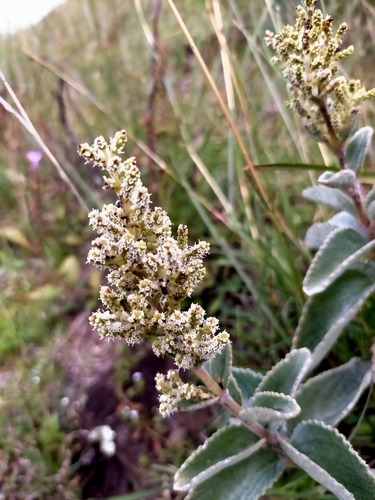 Image of Tetradenia Fruticosa (Tetradenia fruticosa) by (c) Samantha Bazan, some rights reserved (CC BY)
