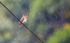 Philippine Bulbul photo 3