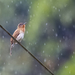 Philippine Bulbul - Photo (c) Forest Botial-Jarvis, some rights reserved (CC BY-NC), uploaded by Forest Botial-Jarvis