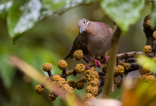 Amethyst Brown Dove (Phapitreron amethystinus)