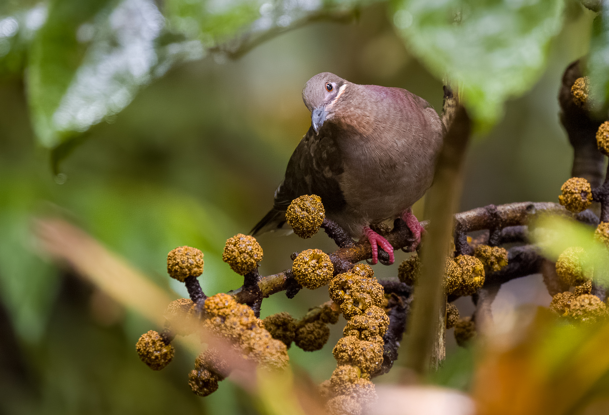 Amethyst Brown Dove (Phapitreron amethystinus), photo 1