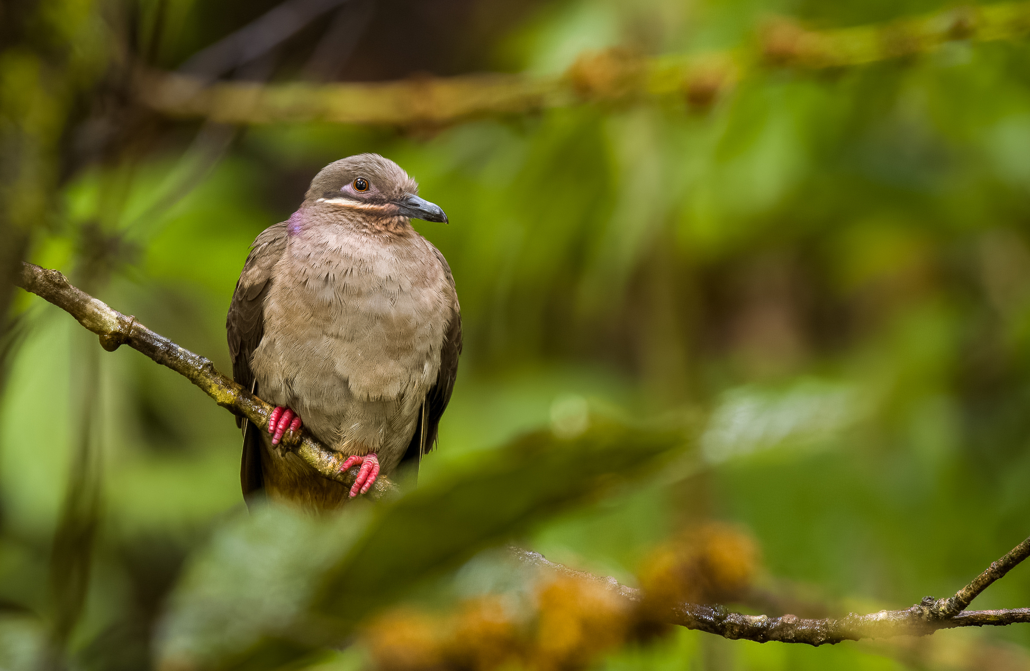 Amethyst Brown Dove (Phapitreron amethystinus), photo 2