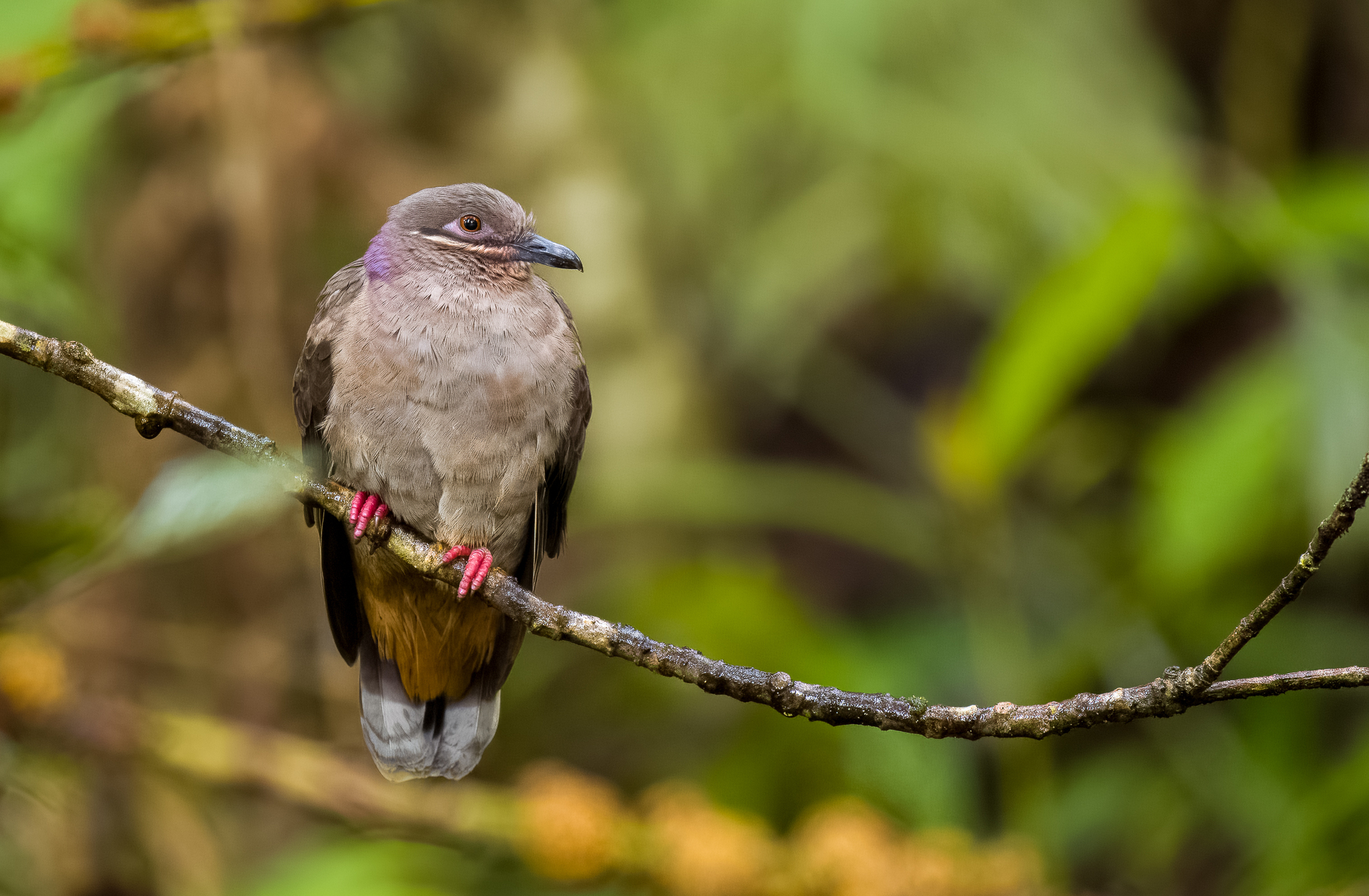 Amethyst Brown Dove (Phapitreron amethystinus), photo 3