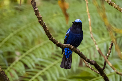 Philippine Fairy-bluebird (Irena cyanogastra), photo 4