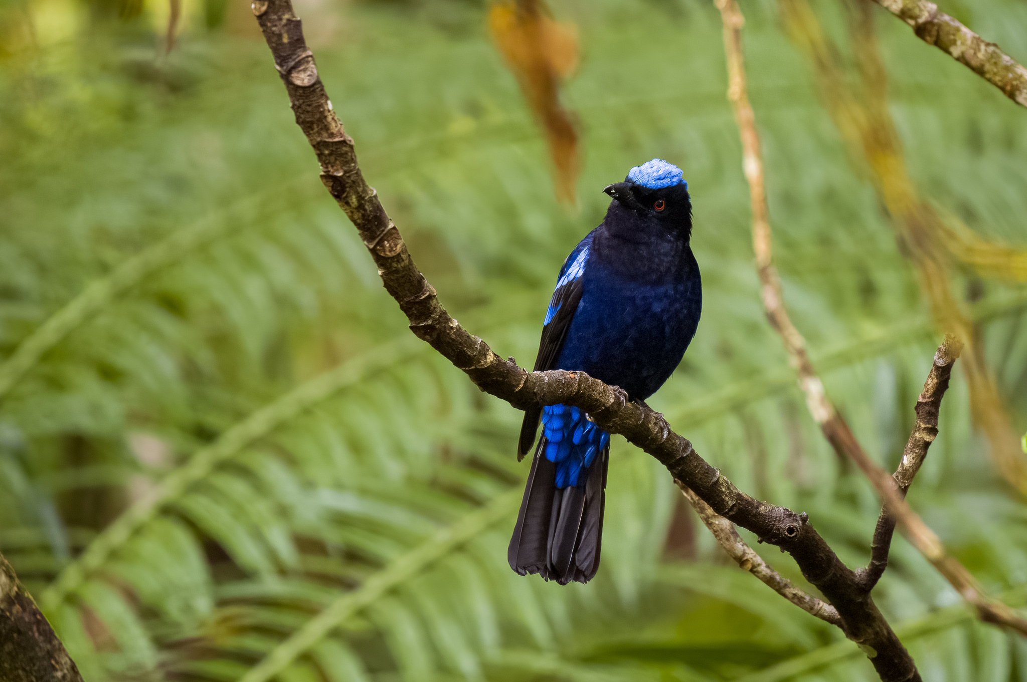 Philippine Fairy-bluebird (Irena cyanogastra), photo 4