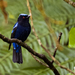 Philippine Fairy-Bluebird - Photo (c) Forest Botial-Jarvis, some rights reserved (CC BY-NC), uploaded by Forest Botial-Jarvis