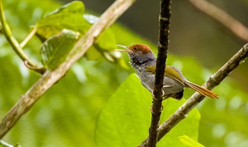 Gray-backed Tailorbird