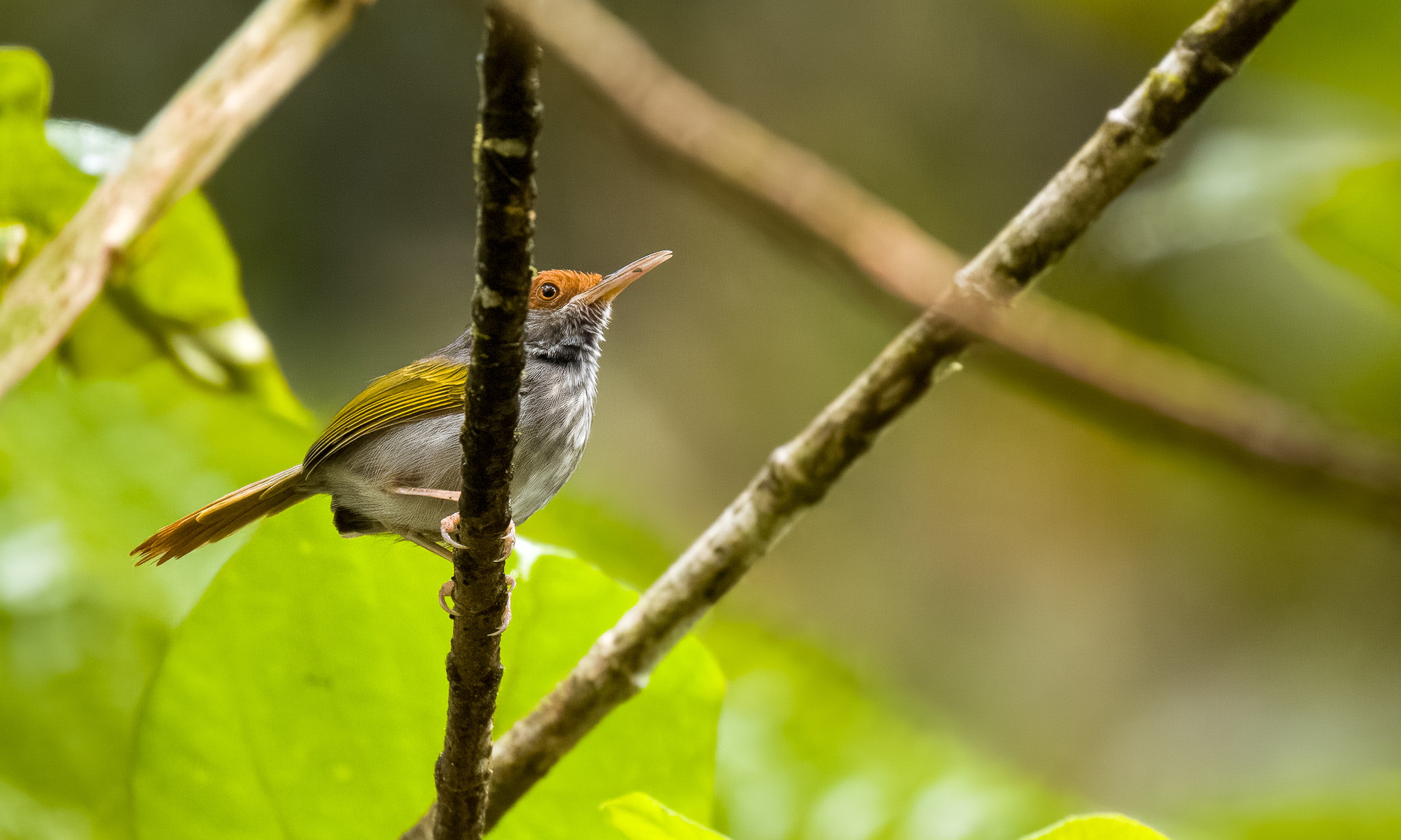 Grey-backed Tailorbird (Orthotomus derbianus), photo 6