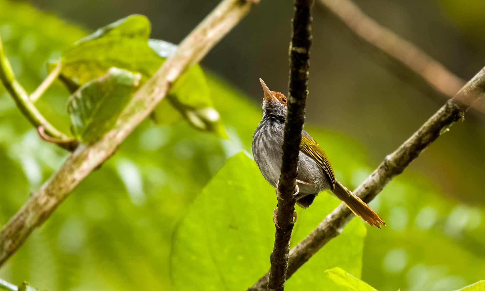 Grey-backed Tailorbird (Orthotomus derbianus), photo 3