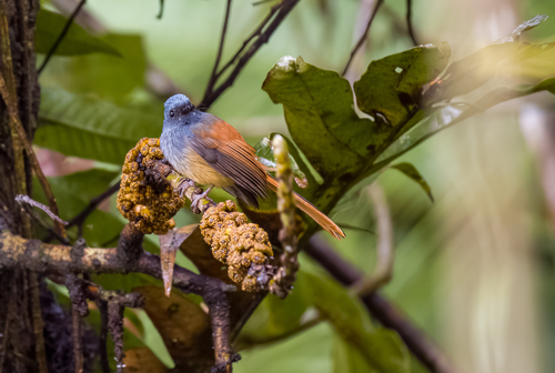 Blue-headed Fantail (Rhipidura cyaniceps), photo 6