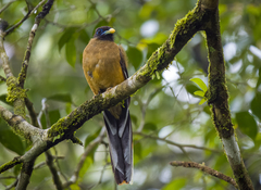 Philippine Trogon photo 2