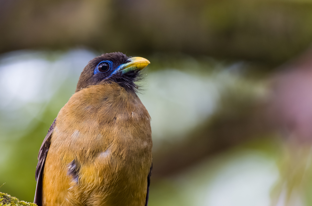 Philippine Trogon