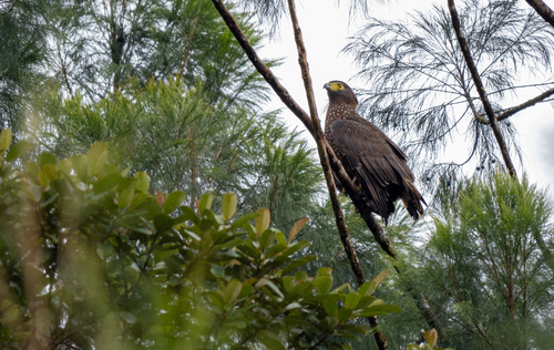 Philippine Serpent Eagle (Spilornis holospilus), photo 10